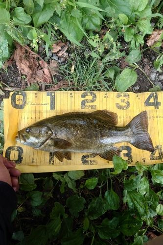 スモールマウスバスの釣果
