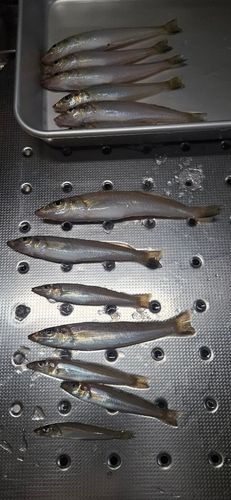 キスの釣果