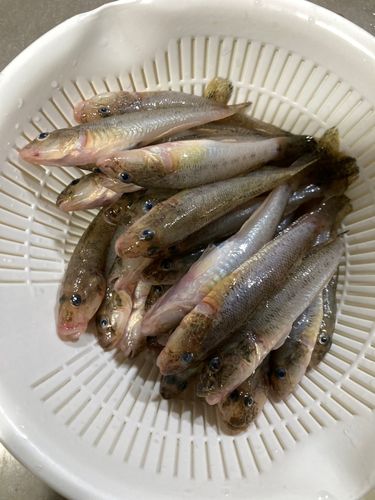 マハゼの釣果