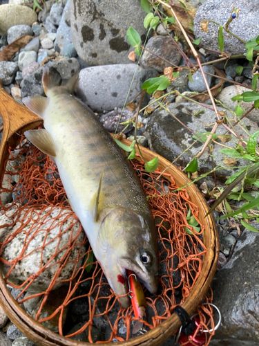ヤマメの釣果