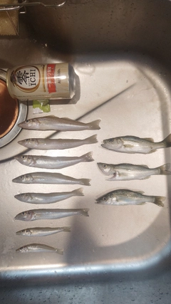 キスの釣果