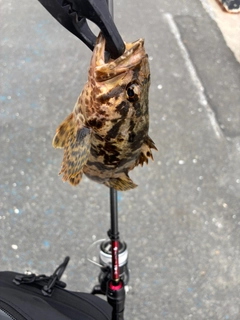 タケノコメバルの釣果