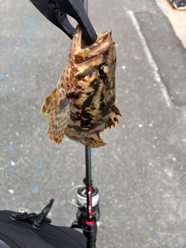 タケノコメバルの釣果