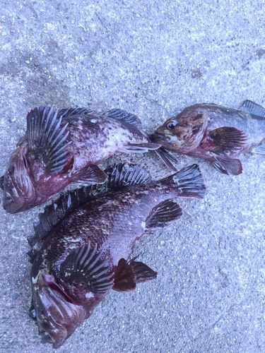 ムラソイの釣果