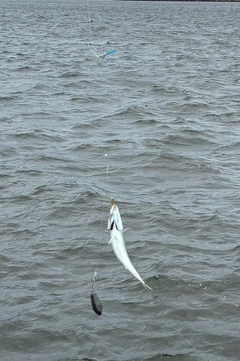 サバの釣果