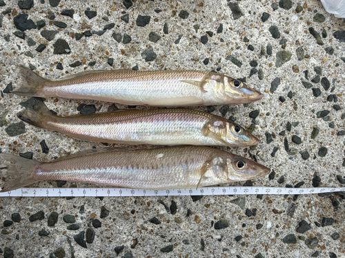 シロギスの釣果