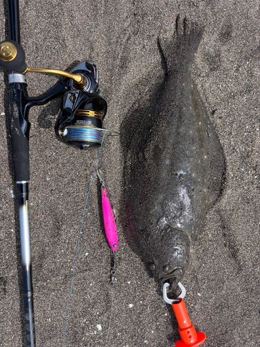 ヒラメの釣果