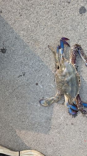 ワタリガニの釣果