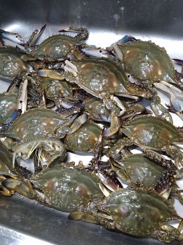 ワタリガニの釣果