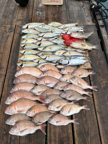 マダイの釣果