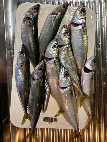 マサバの釣果