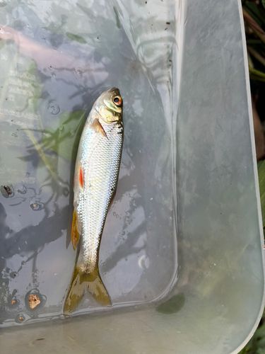 カワムツの釣果