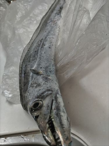 タチウオの釣果