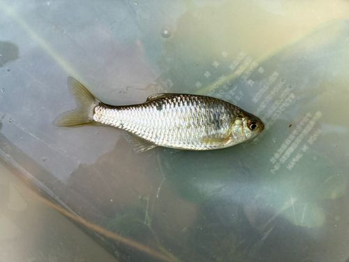 タナゴの釣果