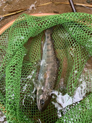 ヤマメの釣果