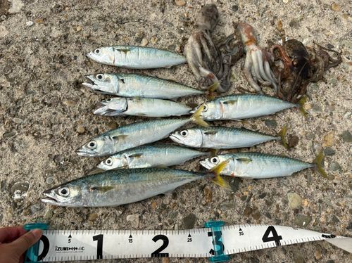 にわか釣り師 ニワカ釣り師 さんの 2026年05月10日のヤリイカの釣り・釣果情報(岩手
