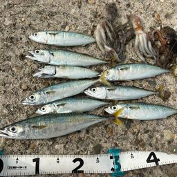 にわか釣り師 ニワカ釣り師 さんの釣り人プロフィール - アングラーズ | 釣果600万件