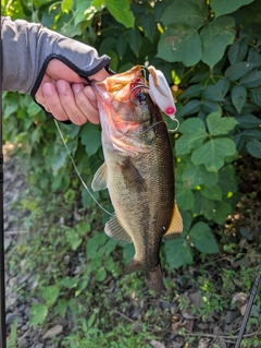 ラージマウスバスの釣果