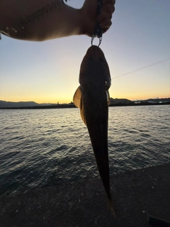 マゴチの釣果