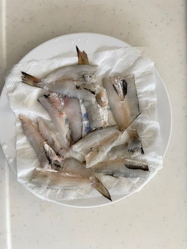 ハゼの釣果