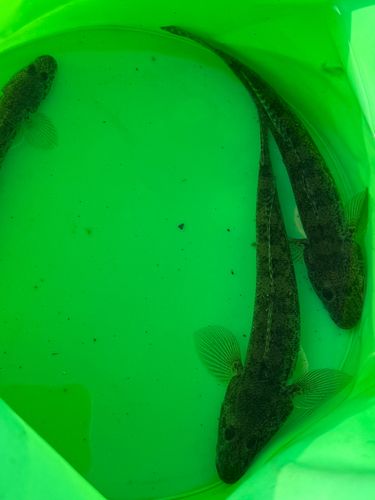 マハゼの釣果