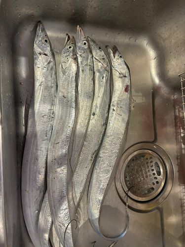 タチウオの釣果