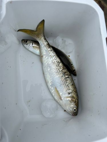 コノシロの釣果