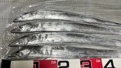 タチウオの釣果