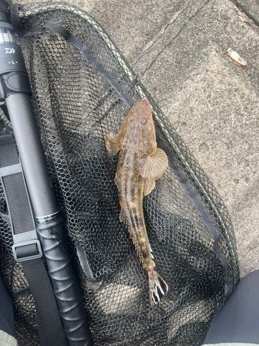 マゴチの釣果