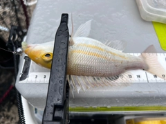 イトフエフキの釣果