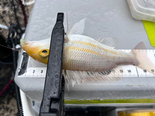 イトフエフキの釣果