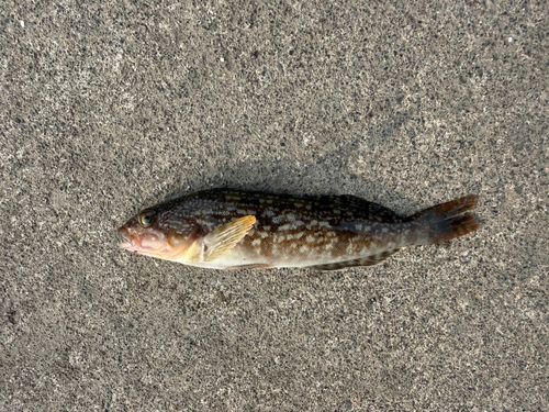 アイナメの釣果