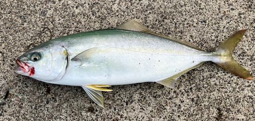 フクラギの釣果