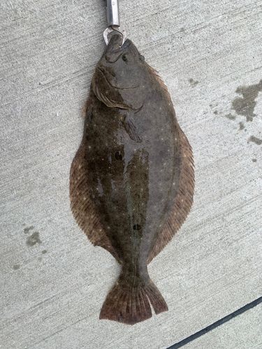 ヒラメの釣果