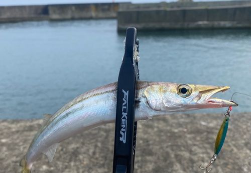 カマスの釣果