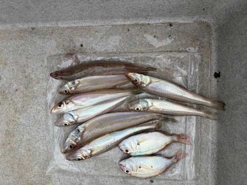 シロギスの釣果