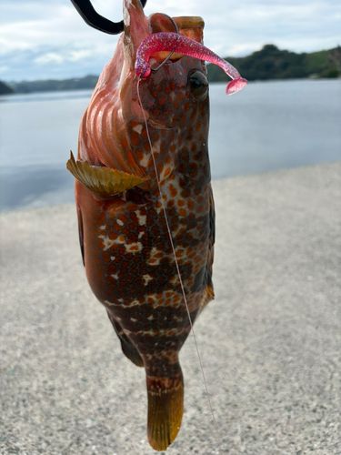 キジハタの釣果