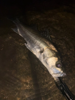 セイゴ（マルスズキ）の釣果