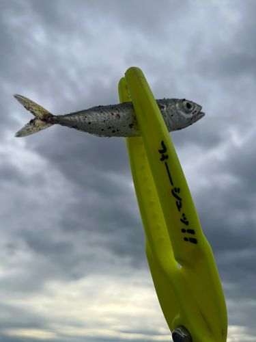 サバの釣果