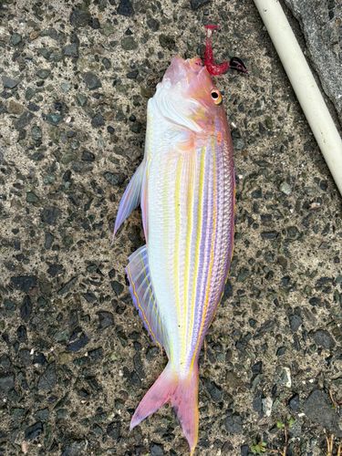 イトヨリダイの釣果