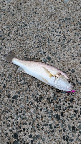 イシモチの釣果