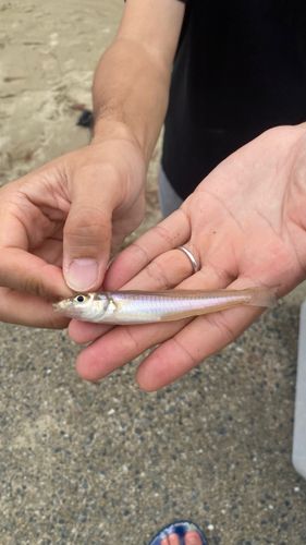 キスの釣果
