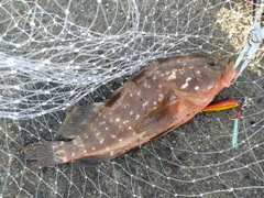 アコウの釣果
