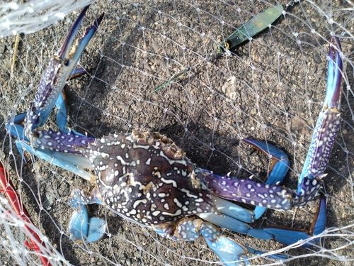 タイワンガザミの釣果