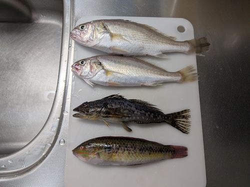 イシモチの釣果