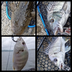 クロダイの釣果