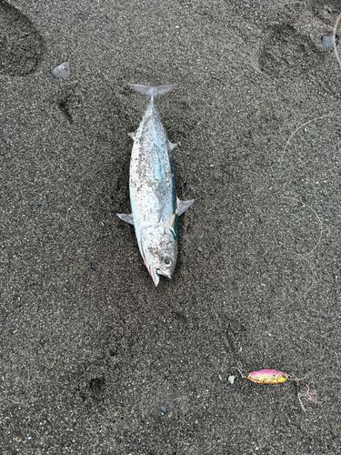 ソウダガツオの釣果