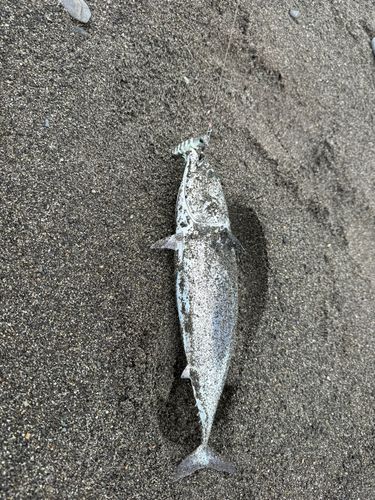 ソウダガツオの釣果