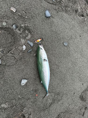 ソウダガツオの釣果