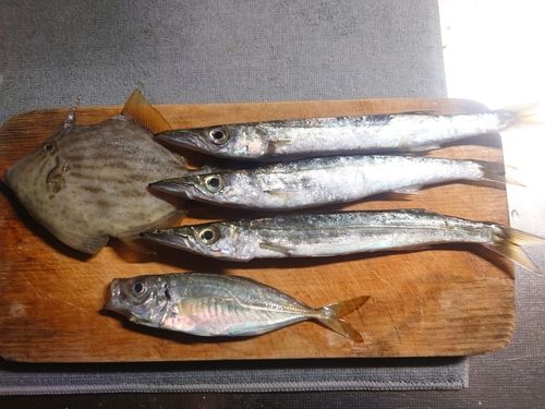 カワハギの釣果